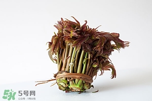 香椿樹什么時候發(fā)芽？香椿樹什么時候種植