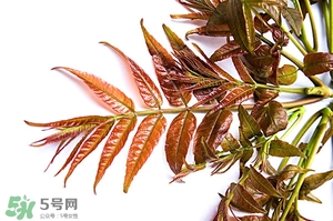 香椿樹什么時候發(fā)芽？香椿樹什么時候種植