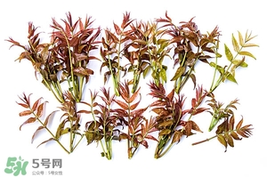 香椿樹什么時候發(fā)芽？香椿樹什么時候種植