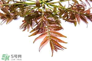 香椿樹什么時候發(fā)芽？香椿樹什么時候種植