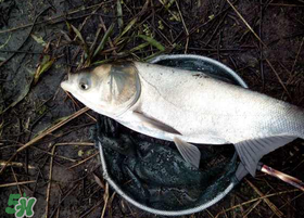 4月份能釣鰱魚嗎？四月份能釣鰱魚嗎？