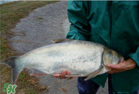 4月份能釣鰱魚嗎？四月份能釣鰱魚嗎？