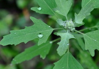 灰菜能生吃嗎？灰菜怎么做好吃