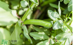 什么人不能吃蠶豆？吃蠶豆的禁忌人群