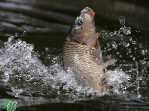 谷雨怎么釣魚？谷雨前后釣魚技巧