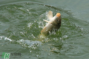 谷雨怎么釣魚？谷雨前后釣魚技巧