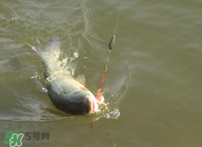 谷雨好釣魚嗎？谷雨釣魚用什么餌料？