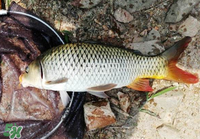 谷雨好釣魚嗎？谷雨釣魚用什么餌料？