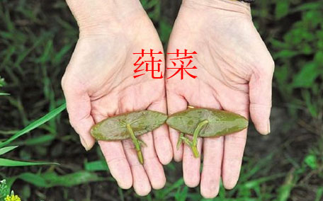 莼菜怎么讀？莼菜是哪里的特產(chǎn)