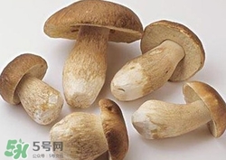 美味牛肝菌多少錢一斤？一斤牛肝菌多少錢？