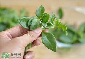 冰菜和穿心蓮是同一種菜嗎？冰菜和穿心蓮是一科嗎？