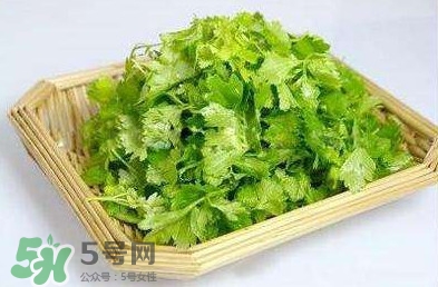 芹菜葉能吃嗎？芹菜葉可以吃嗎