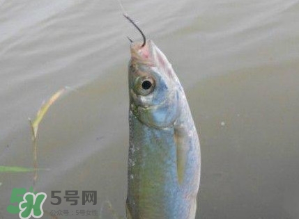 白條魚怎么釣？如何釣白條魚技巧