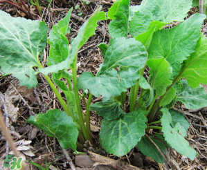 大耳毛野菜怎么吃？大耳毛野菜的做法