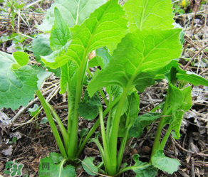 大耳毛野菜怎么吃？大耳毛野菜的做法