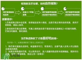 貴妃芒果硬的能吃嗎？貴妃芒果青的能吃嗎