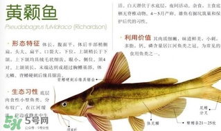 黃顙魚(yú)不能和什么一起吃？黃顙魚(yú)不能與什么同吃？