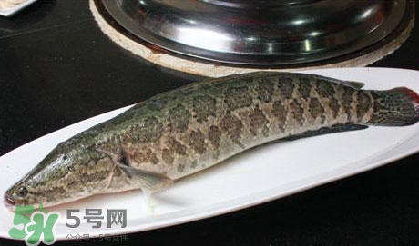 黑魚怎么做湯好喝？黑魚怎么做下奶？