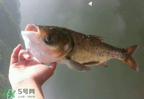 五月份能釣鰱魚嗎？五月份釣什么魚？