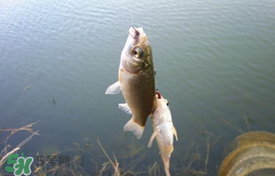 立夏好釣魚嗎？立夏怎么釣魚？