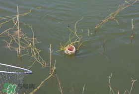 立夏好釣魚嗎？立夏怎么釣魚？