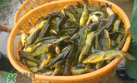 黃顙魚(yú)不能和什么一起吃？黃顙魚(yú)不能與什么同吃？