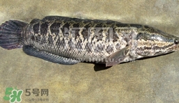 生魚(yú)是什么魚(yú)？生魚(yú)片是什么魚(yú)