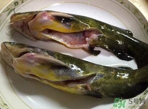 嘎魚是鯰魚嗎？嘎魚是黃辣丁嗎