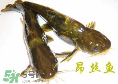 黃顙魚(yú)不能和什么一起吃？黃顙魚(yú)不能與什么同吃？