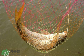 立夏怎么釣鯉魚？立夏釣鯉魚用什么餌料？