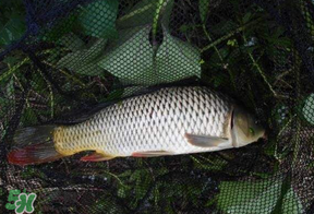 立夏怎么釣鯉魚？立夏釣鯉魚用什么餌料？