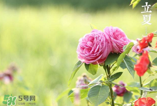 立夏開什么花？立夏有什么花？