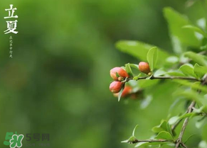 立夏要注意什么？立夏養(yǎng)生禁忌