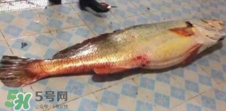 天價(jià)魚(yú)賣(mài)出347萬(wàn) 金錢(qián)鳘為什么這么貴？