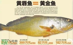 黃唇魚是黃花魚嗎？黃唇魚是黃魚嗎？