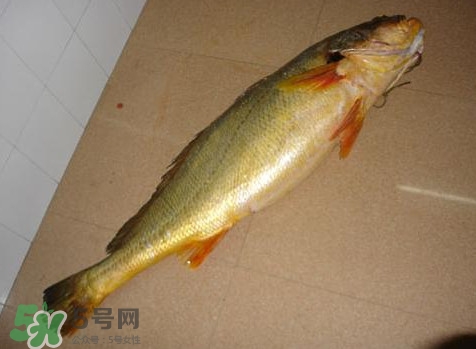 黃唇魚是黃花魚嗎？黃唇魚是黃魚嗎？