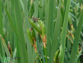 端午節(jié)為什么要掛菖蒲？端午節(jié)掛菖蒲的好處