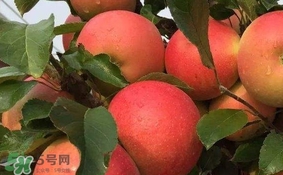 紅心蘋果多少錢一斤？紅肉蘋果價(jià)格