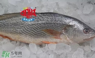 黃唇魚是黃花魚嗎？黃唇魚是黃魚嗎？