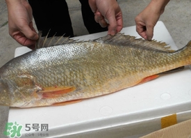 黃唇魚是海魚嗎？黃唇魚是海鮮嗎