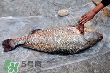 黃唇魚是海魚嗎？黃唇魚是海鮮嗎