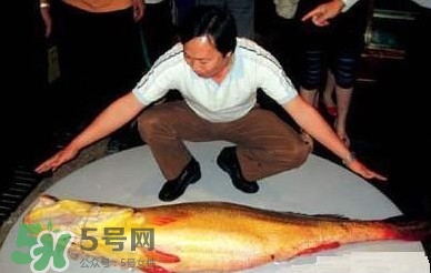 黃唇魚(yú)為什么不能養(yǎng)殖？ 黃唇魚(yú)淡水能養(yǎng)殖嗎