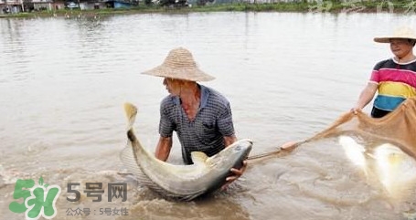 金錢鳘是哪里原產的？金錢鳘的產地在哪里