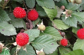 野草莓能吃嗎？野草莓圖片