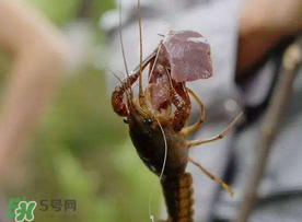 什么時(shí)候釣龍蝦最好？龍蝦幾月份能釣？