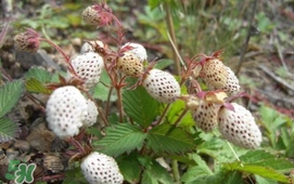 野草莓能吃嗎？野草莓圖片