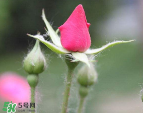 月季從有花苞到開花需要多久？月季花苞到開花要多久？