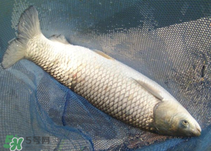 5月份怎么釣草魚？五月份怎么釣草魚？