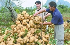 生吃土瓜有什么好處？土瓜生吃的功效與作用