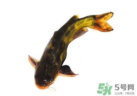 黃顙魚有毒嗎？黃顙魚的營(yíng)養(yǎng)價(jià)值